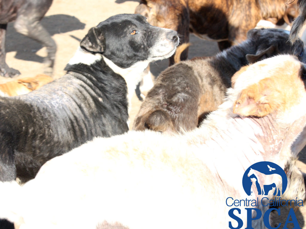 383 Neglected Animals 2