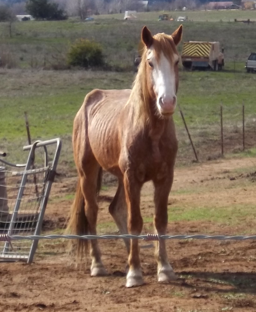 11 Horses Seized Due To Neglect 5