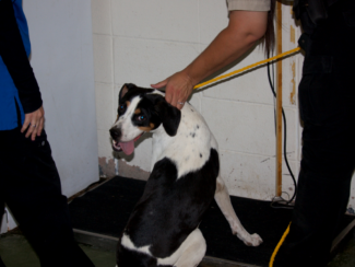 Two Hound Dogs Abandoned 2