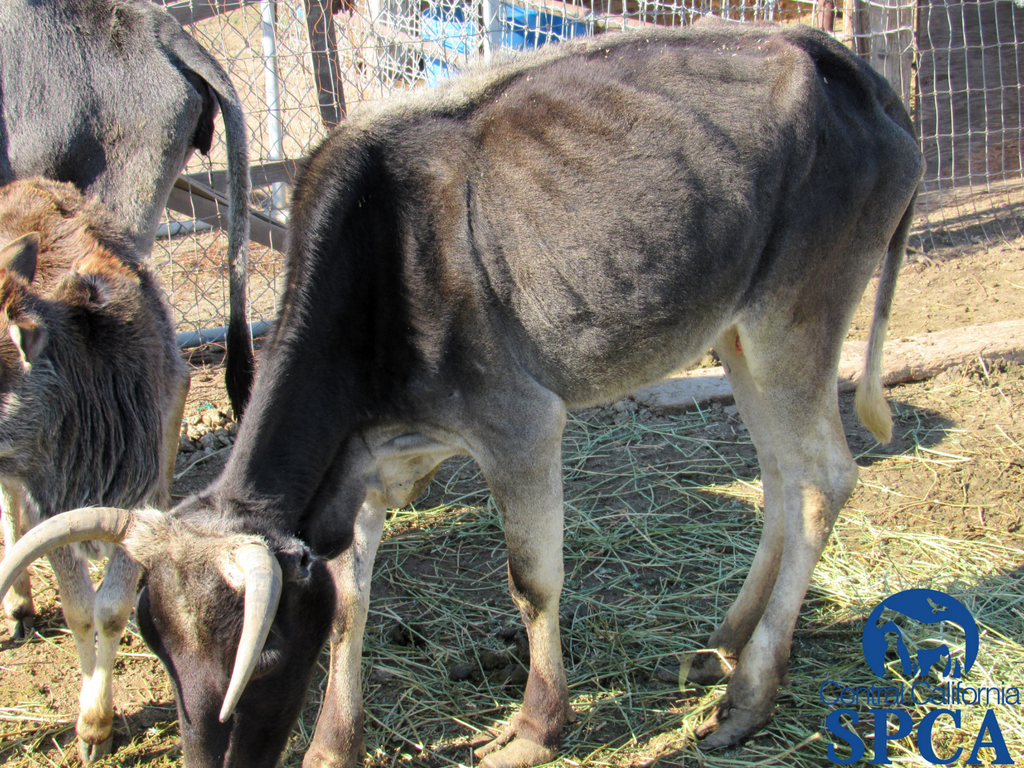 383 Neglected Animals 6