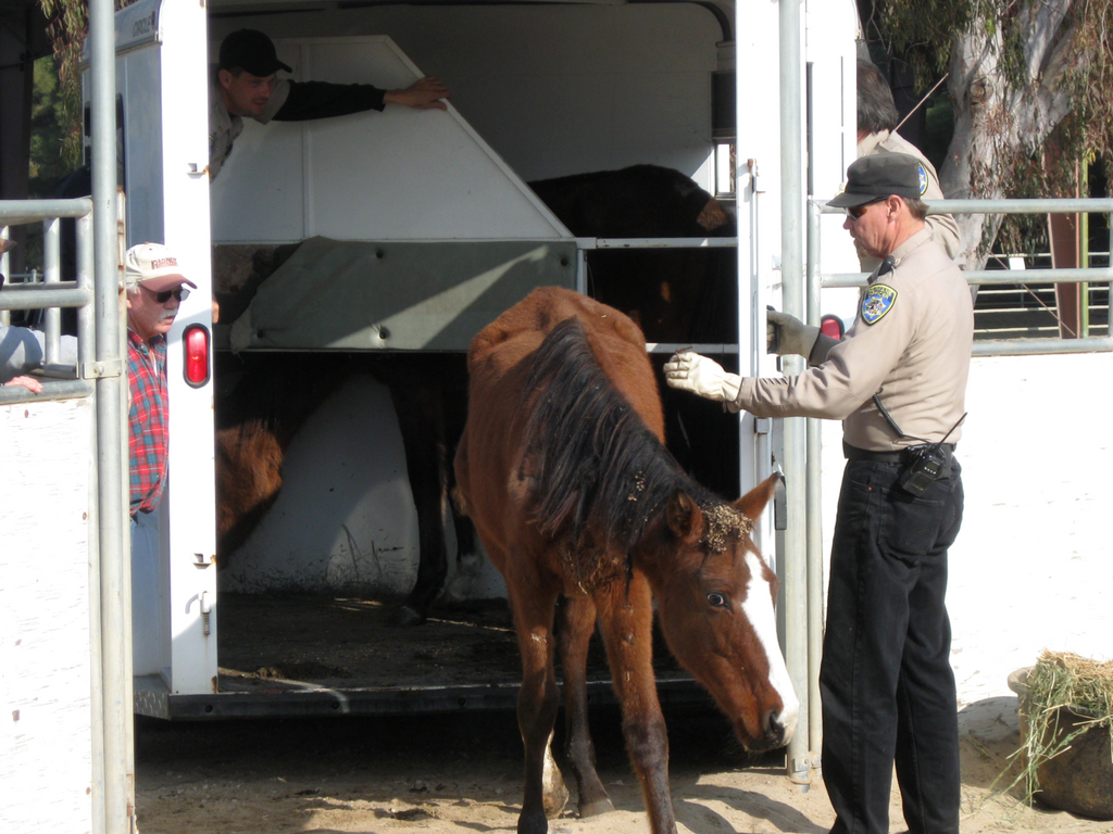 19 Horses Seized Due to Neglect 3