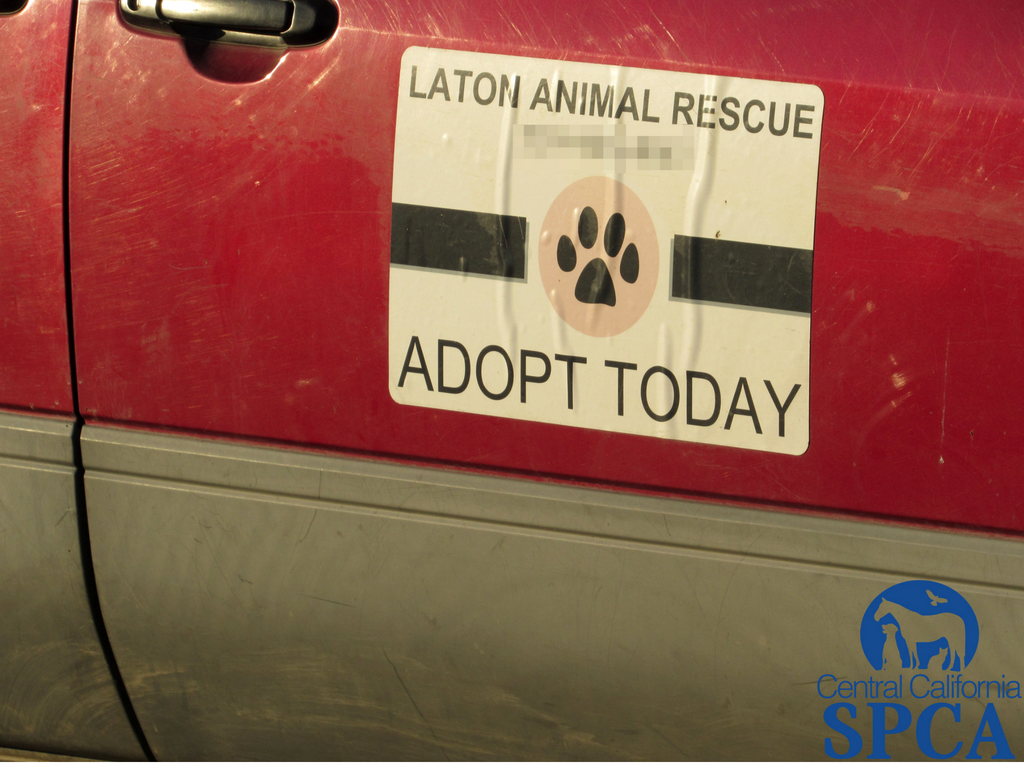 383 Neglected Animals 5