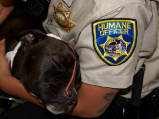 Abused Pit Bull Rescued 2