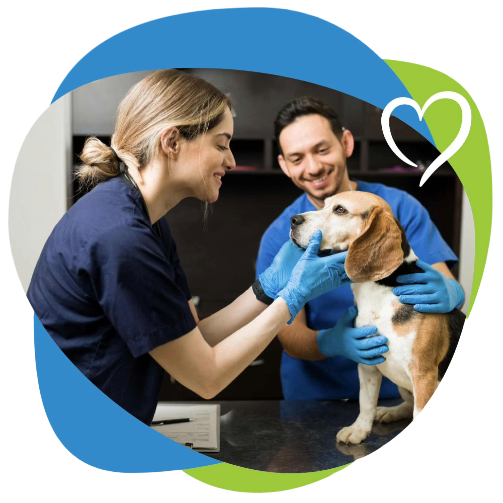 dog being attended by two veterinarians.