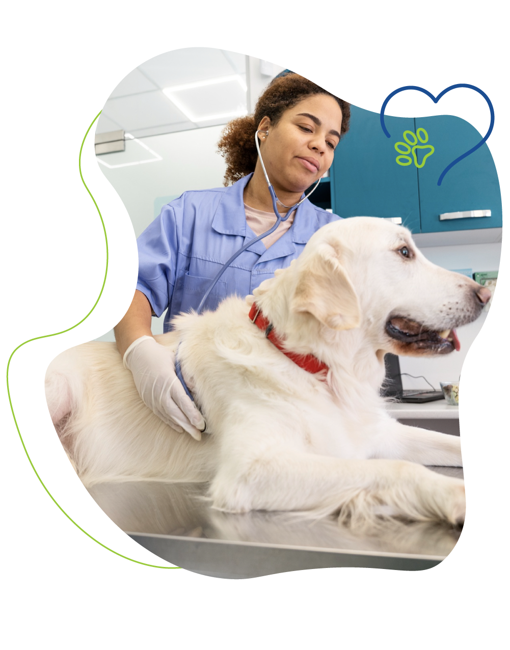 dog with veterinarian.