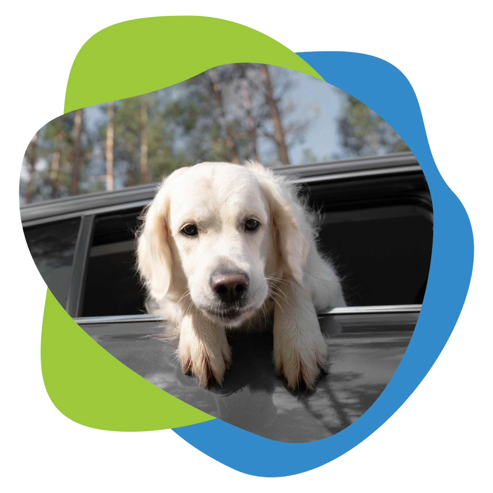 dog in car.