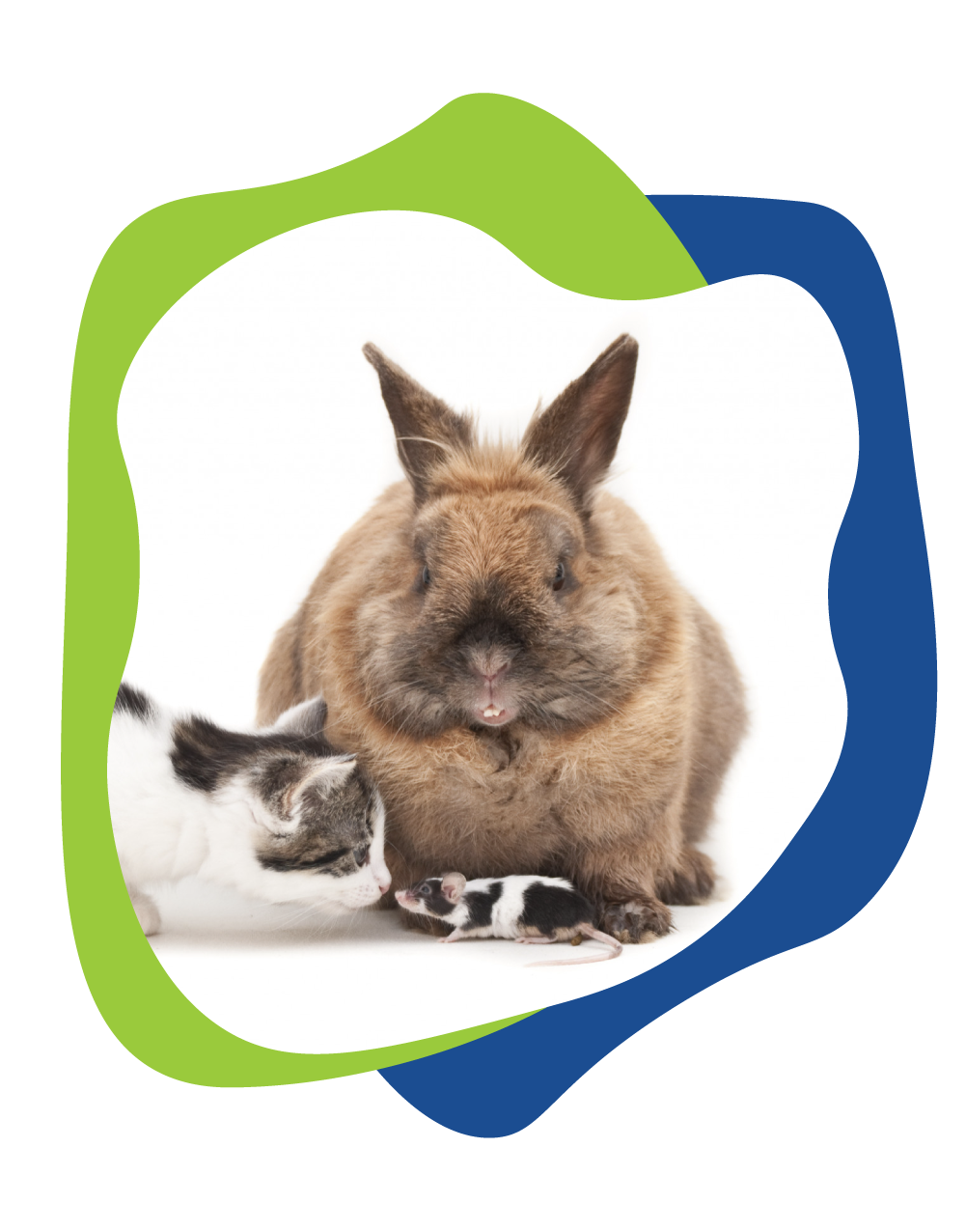 kitten, rabbit and mouse touching noses.