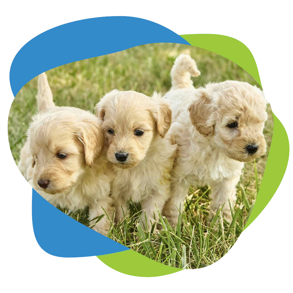 three puppies in a row.