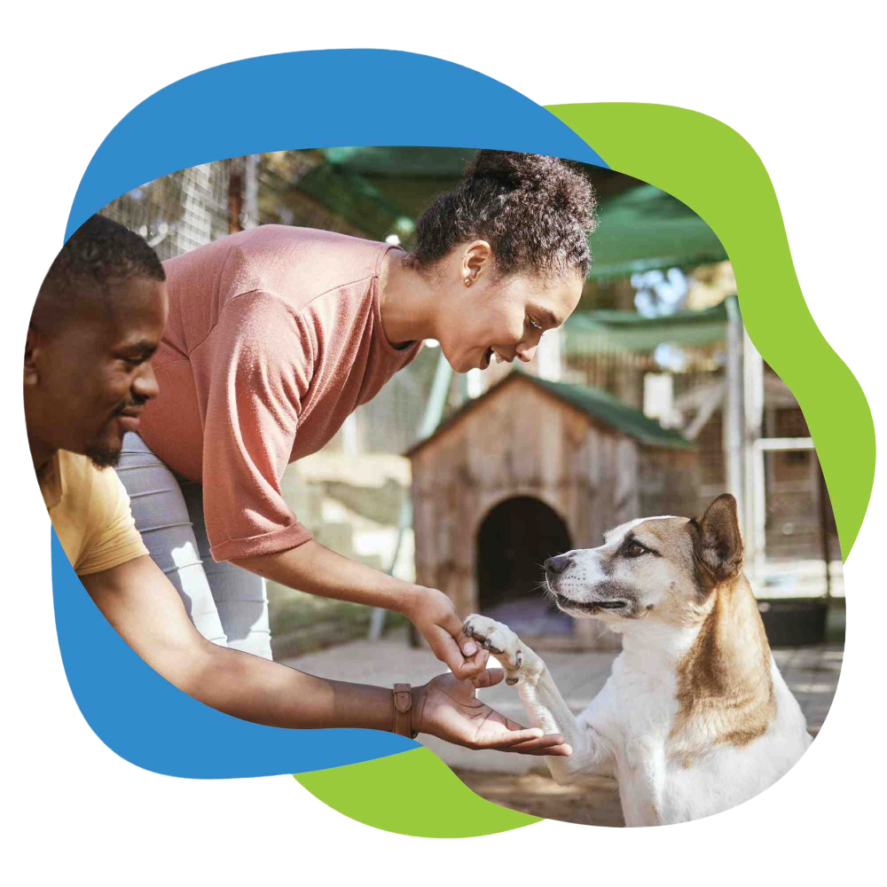 couple shaking dog's paw.