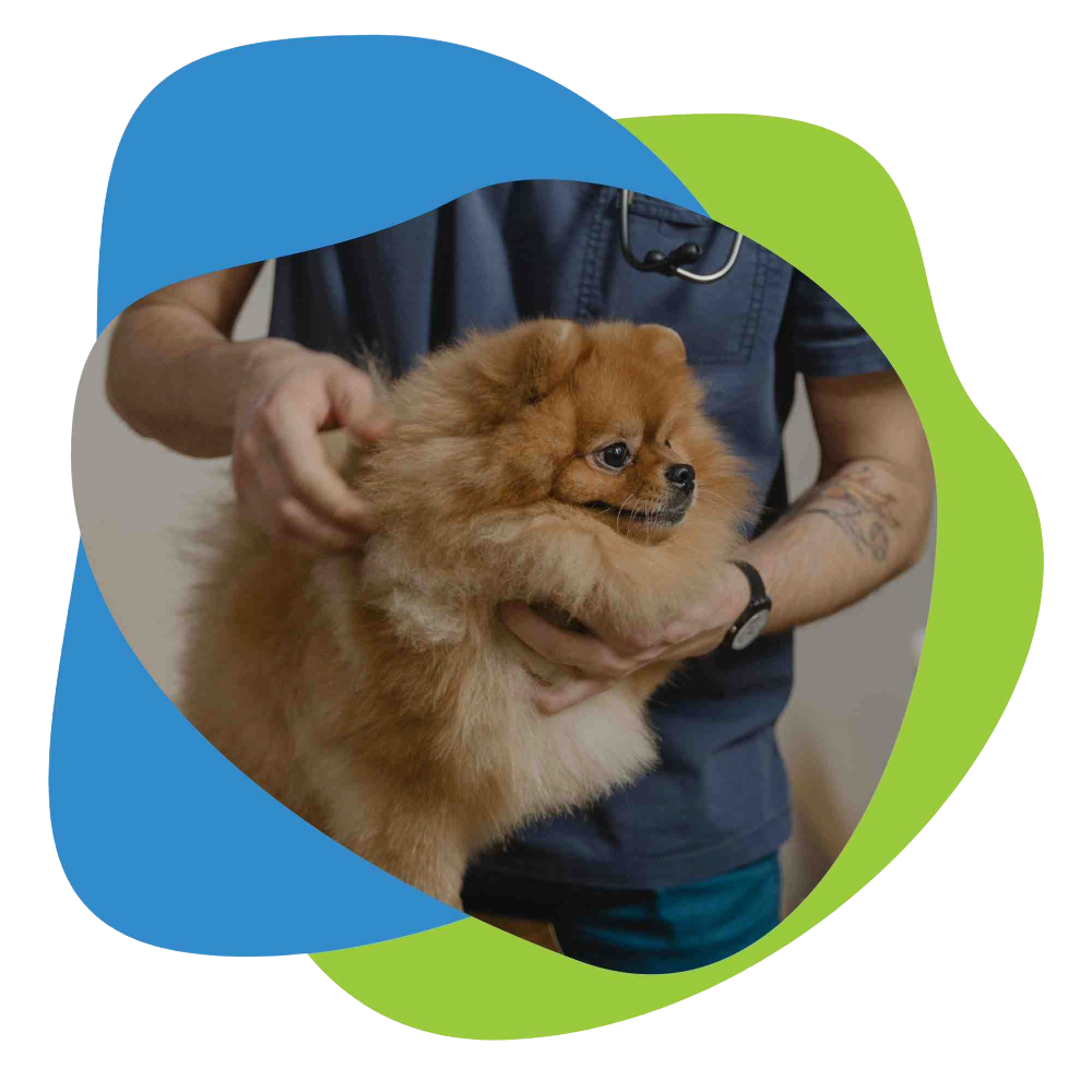 dog with veterinarian.