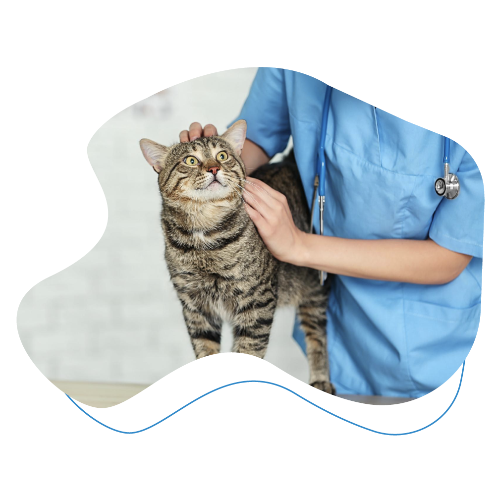 cat with veterinarian.
