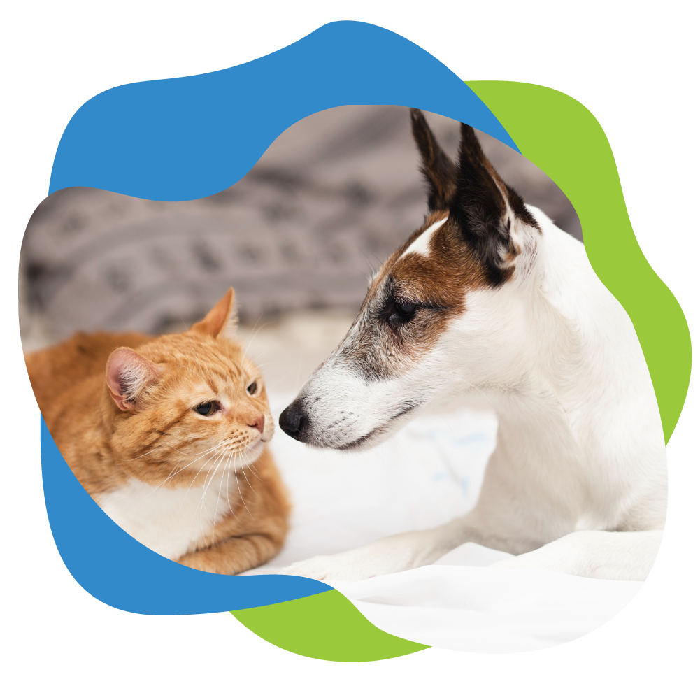 cat and dog touching noses.