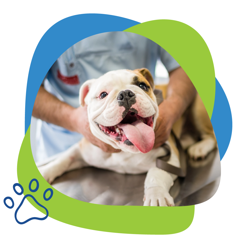 happy dog with veterinarian.
