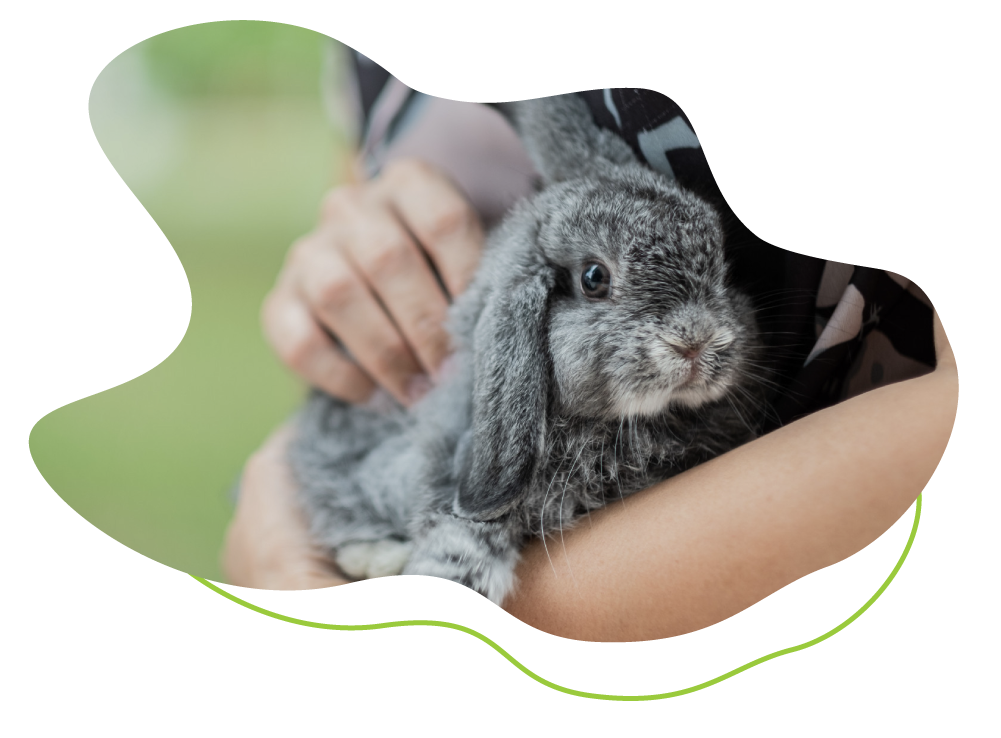 person holding rabbit.