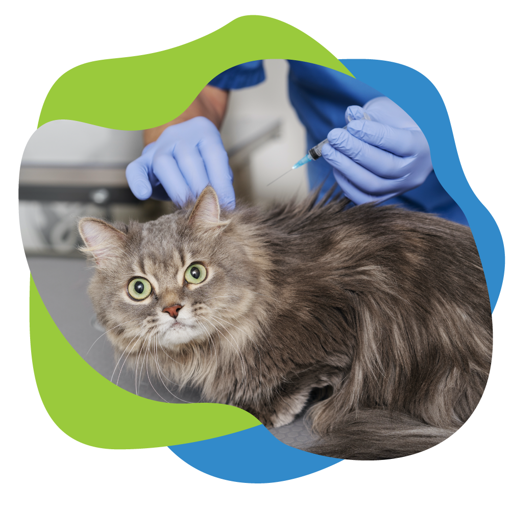 cat receiving vaccination.