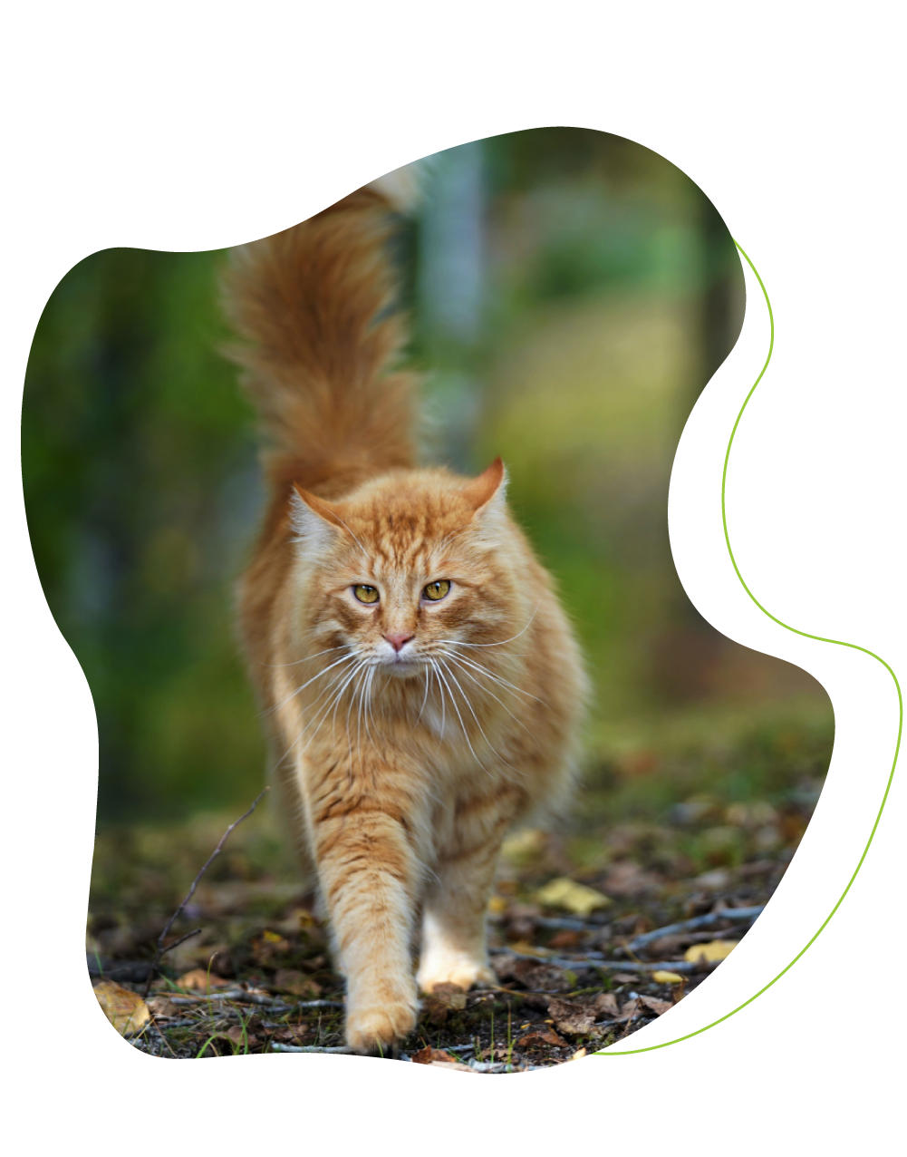 cat walking outdoors.