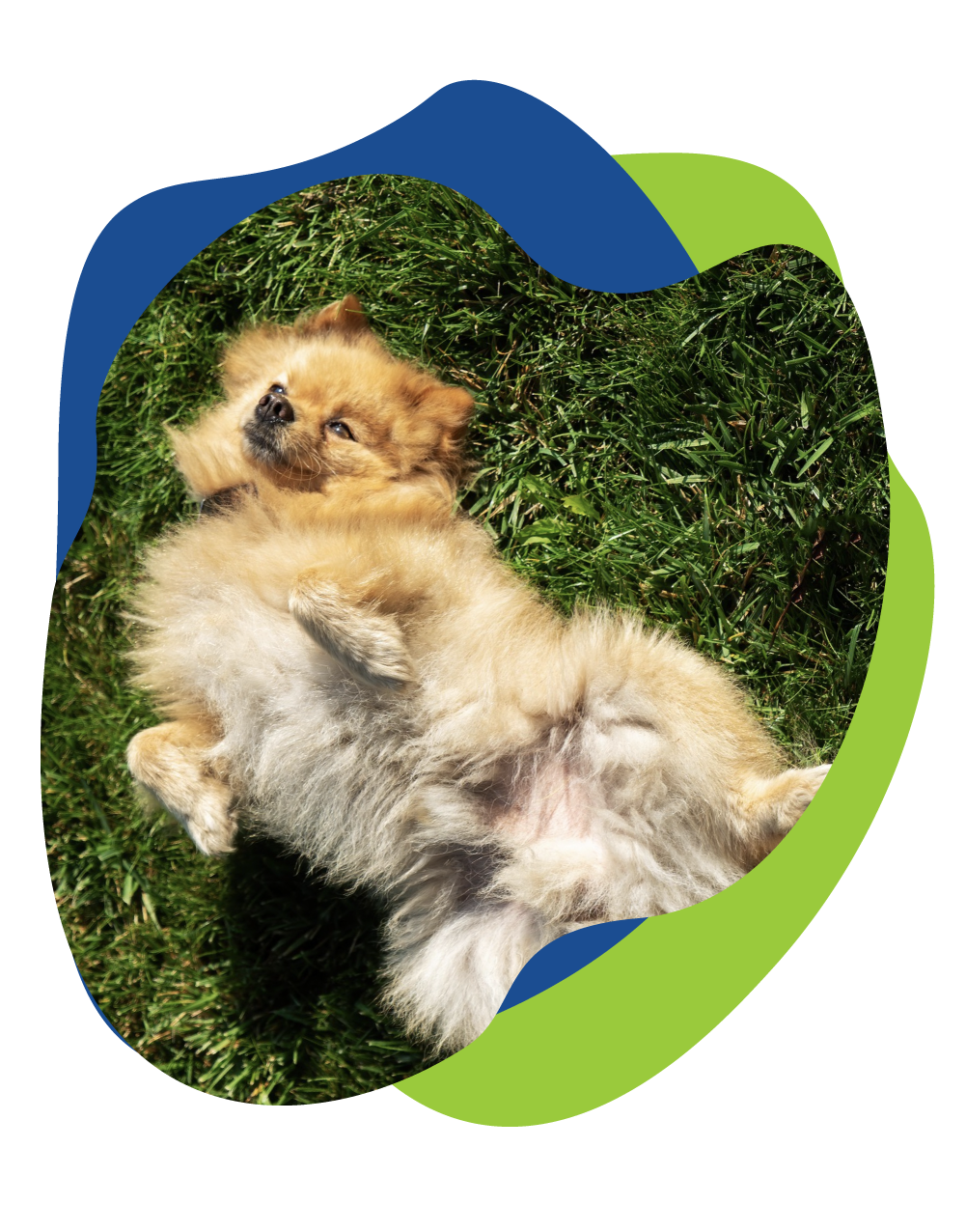 dog rolling on back in grass.