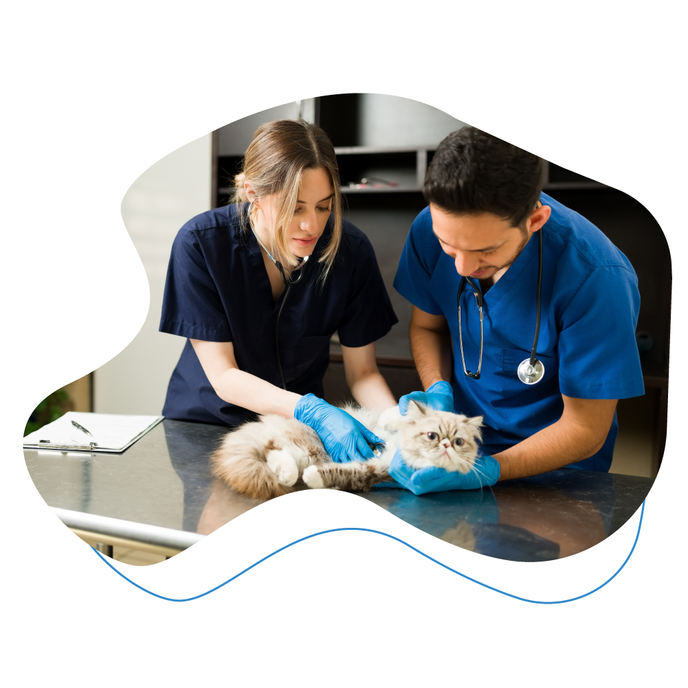 two veterinarians attending to cat.