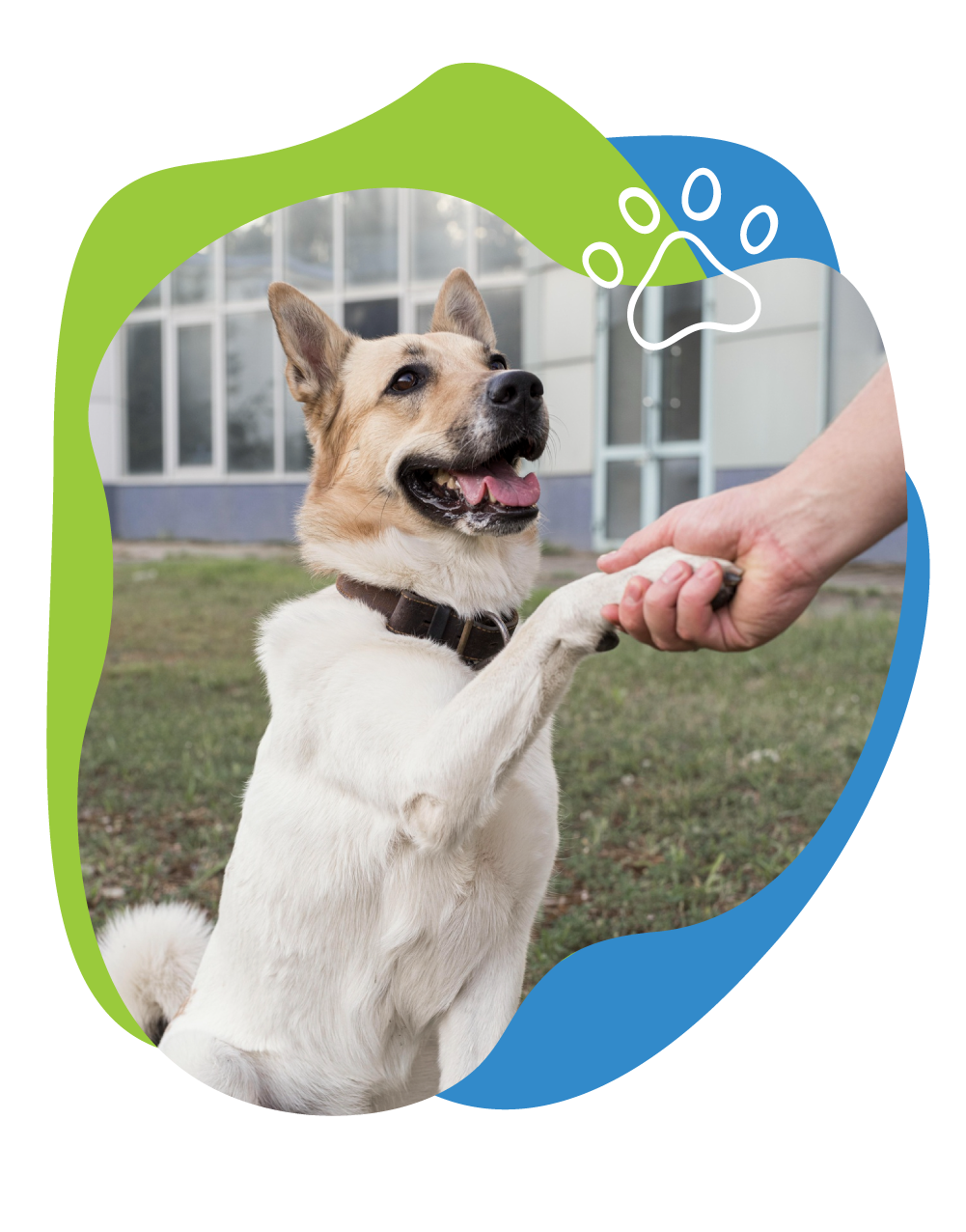 dog shaking paw with human hand.