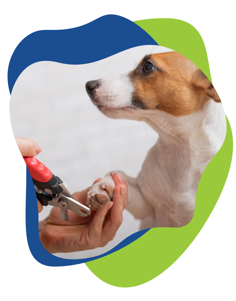 dog receiving nail trim.