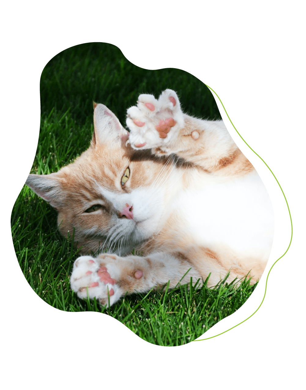 cat with paws extended. 