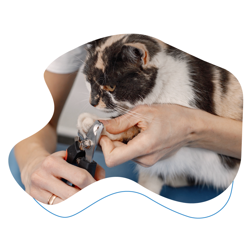 cat receiving nail trim. 