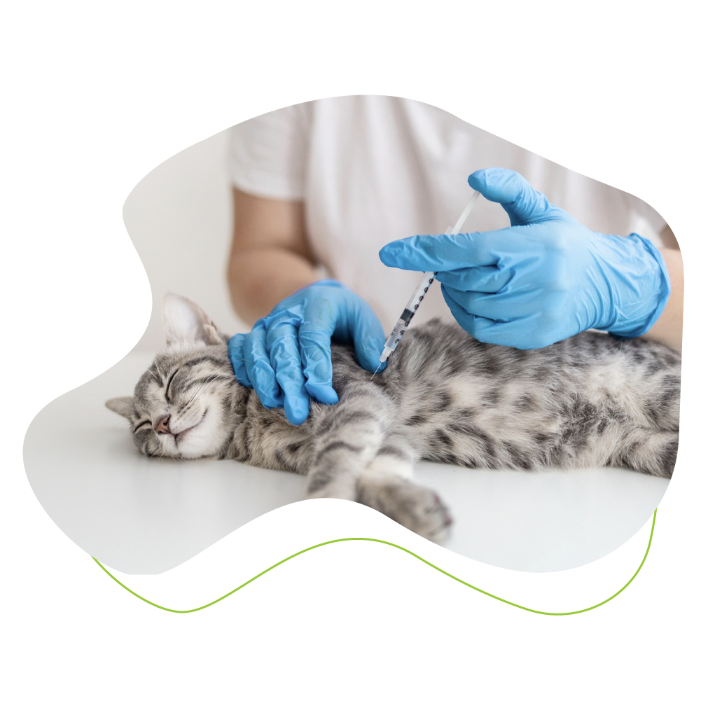 cat receiving vaccine.
