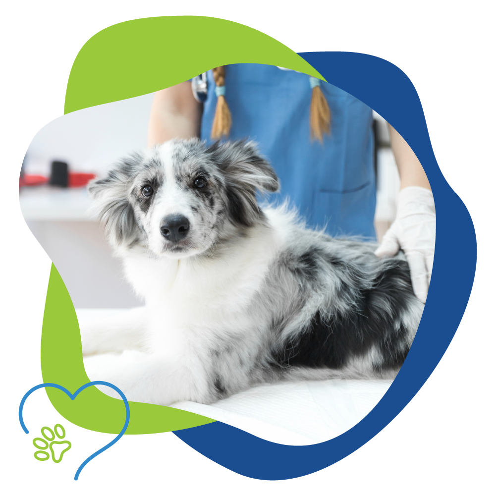 dog at clinic with veterinarian.