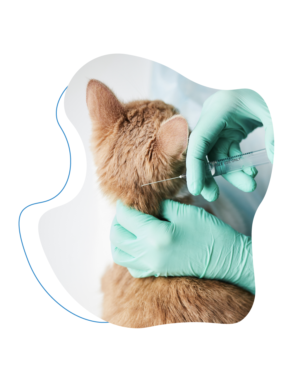 cat receiving vaccine.