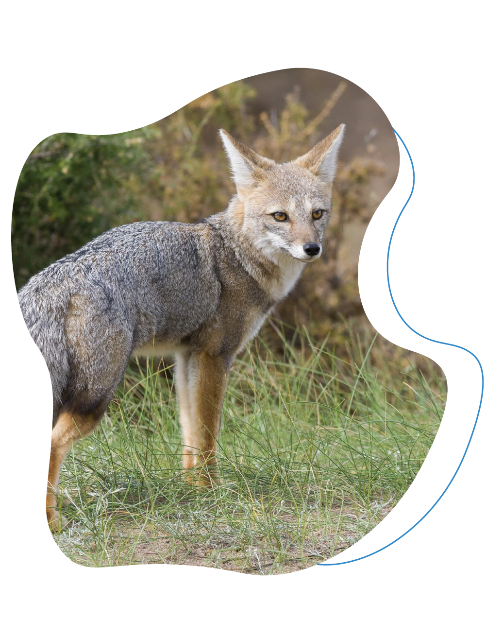 fox in field.