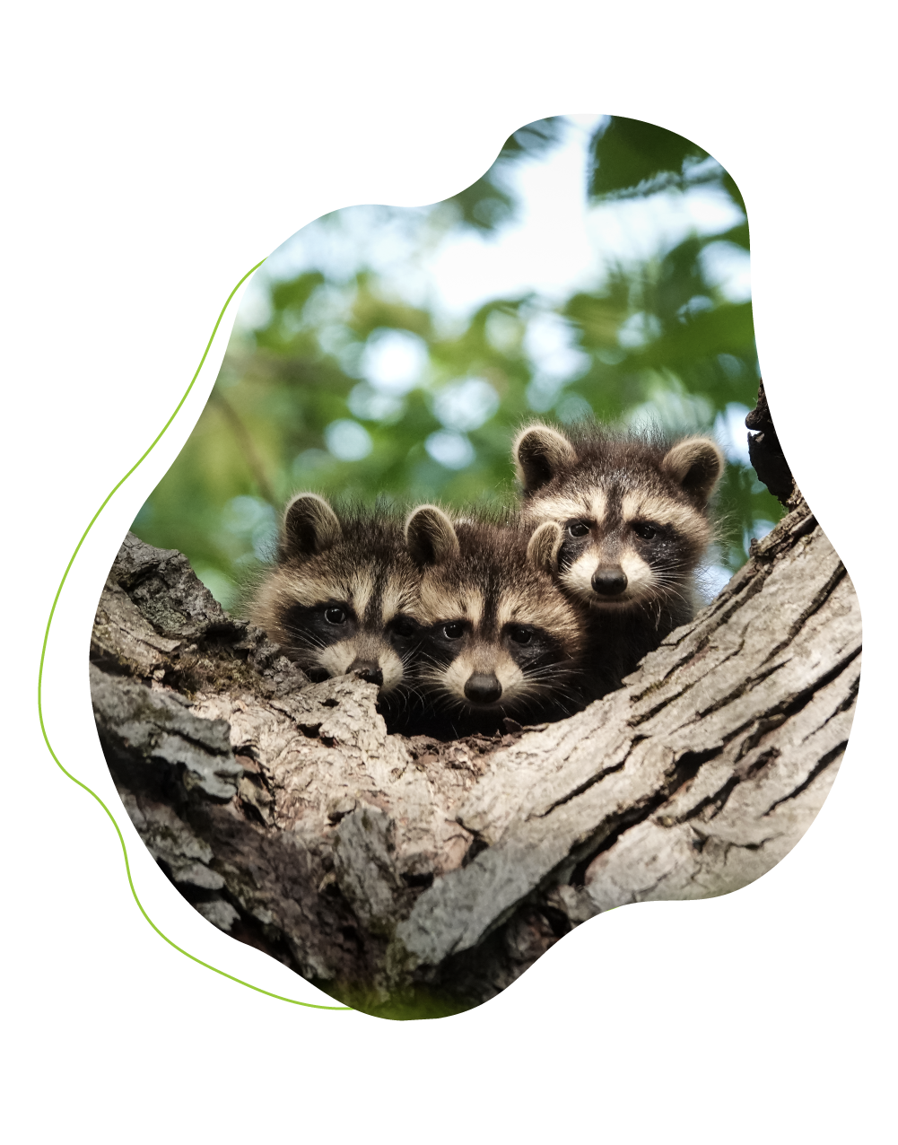 3 raccoons in tree.