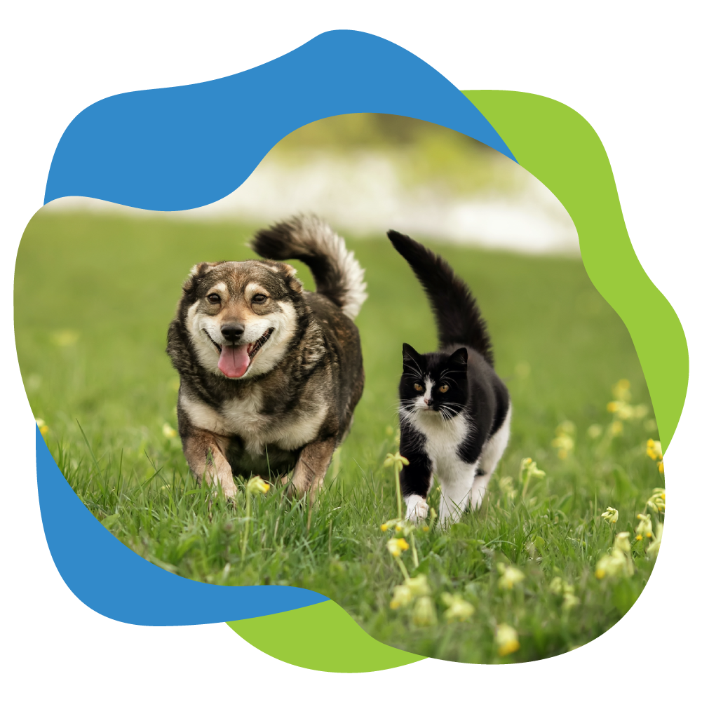 dog and cat running together in field.
