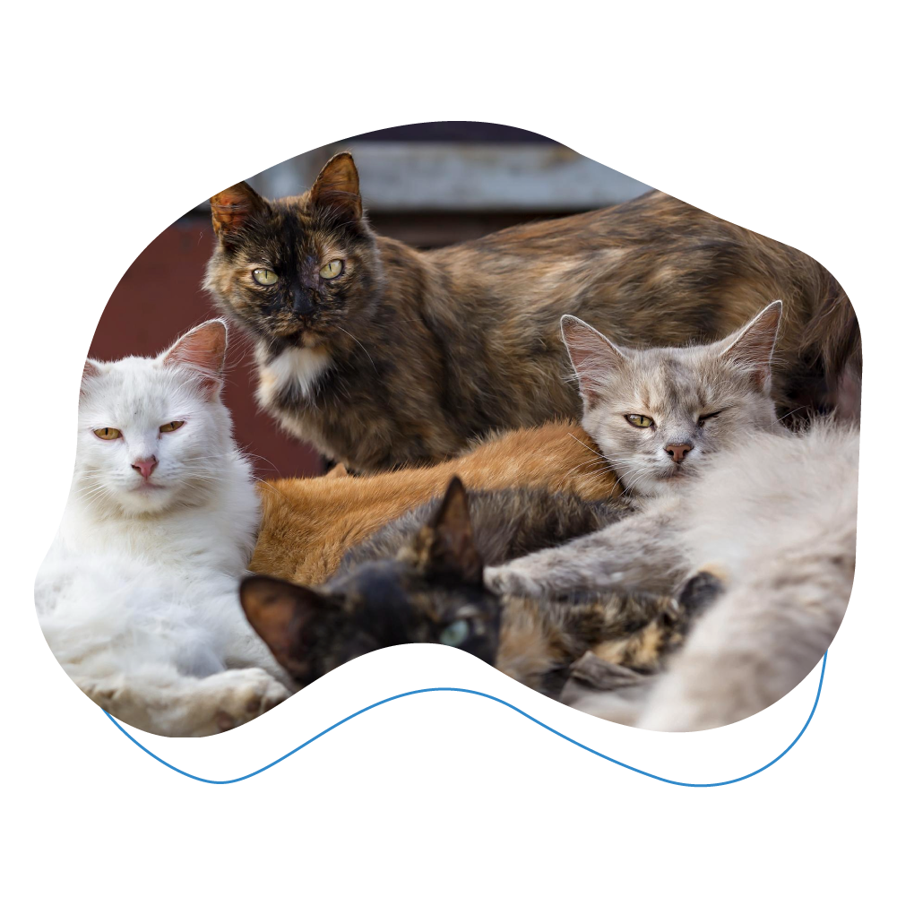 group of feral cats.
