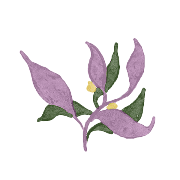 Illustration of a small branch with large purple leaves, smaller green leaves, and tiny yellow and blue flowers.