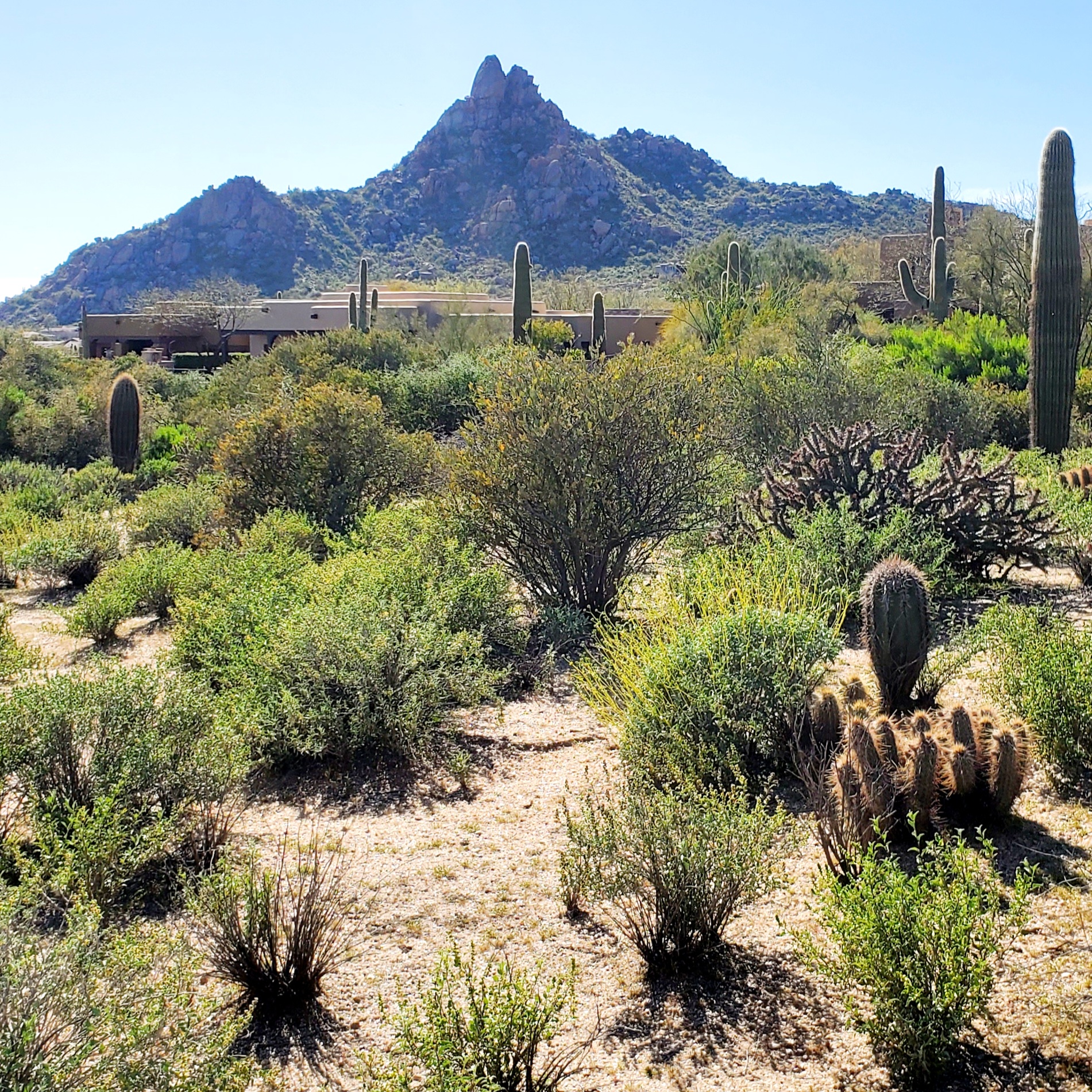 Scottsdale Arizona landscape. Golf trainer