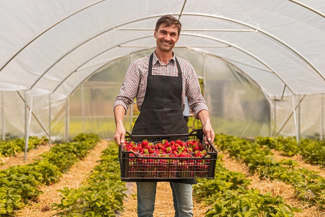 Un maraîcher cueille des fraises et va les vendre en direct via ses distributeurs automatiques à casiers.