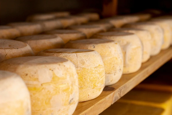 Fromages en train d'être affinés dans une cave d'affinage.