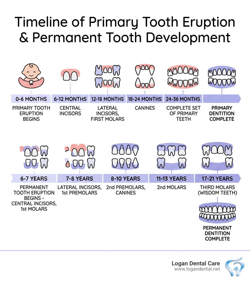 Timeline of primary tooth eruption and permanent tooth development in children - dental care tips for parents infographic Timeline of primary tooth eruption and permanent tooth development in children - dental care tips for parents infographic