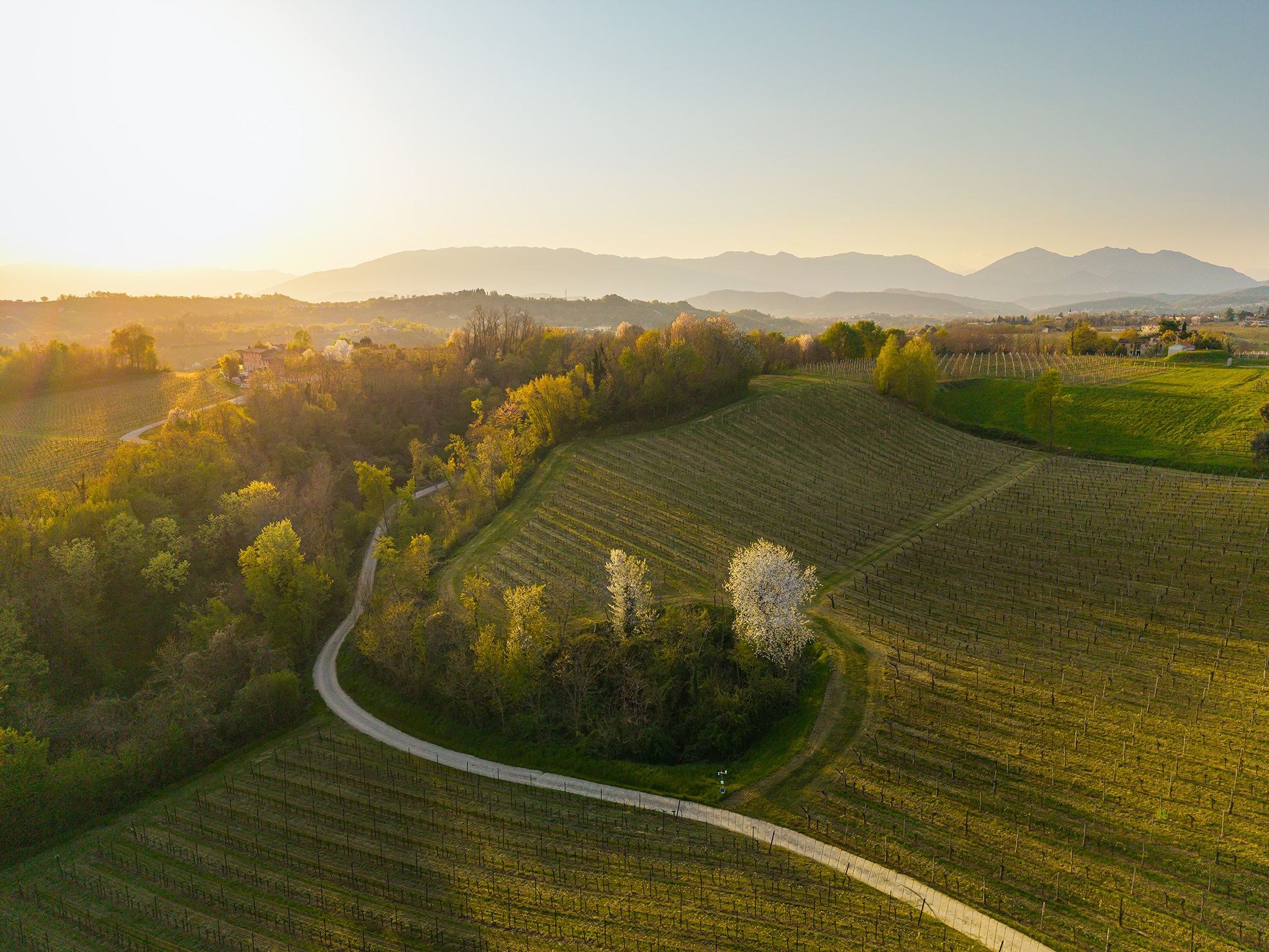 colline del prosecco