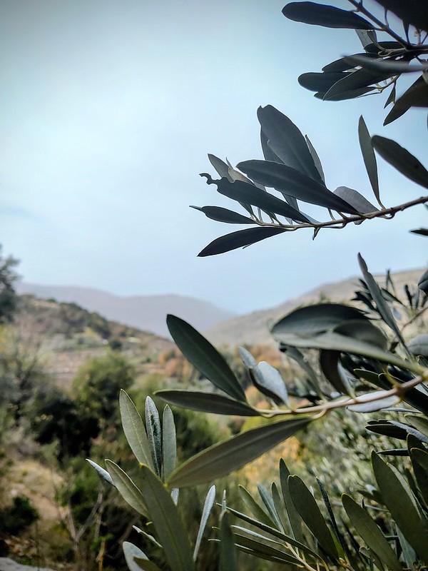 A close-up of an olive tree in the foreground, with the mountains of Lebanon in the back.
