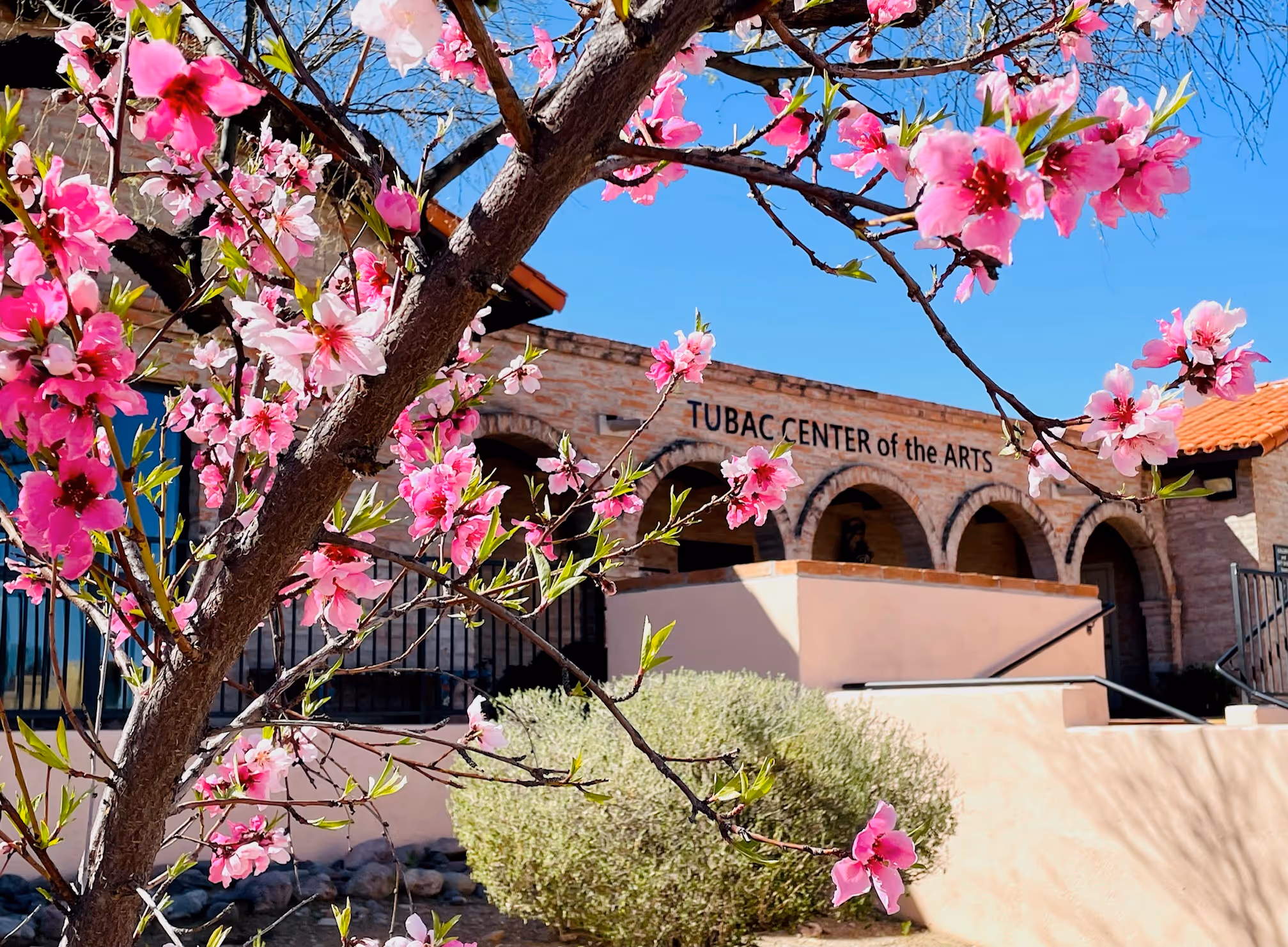 Flowers Blossoming at Tubac Center of the Arts