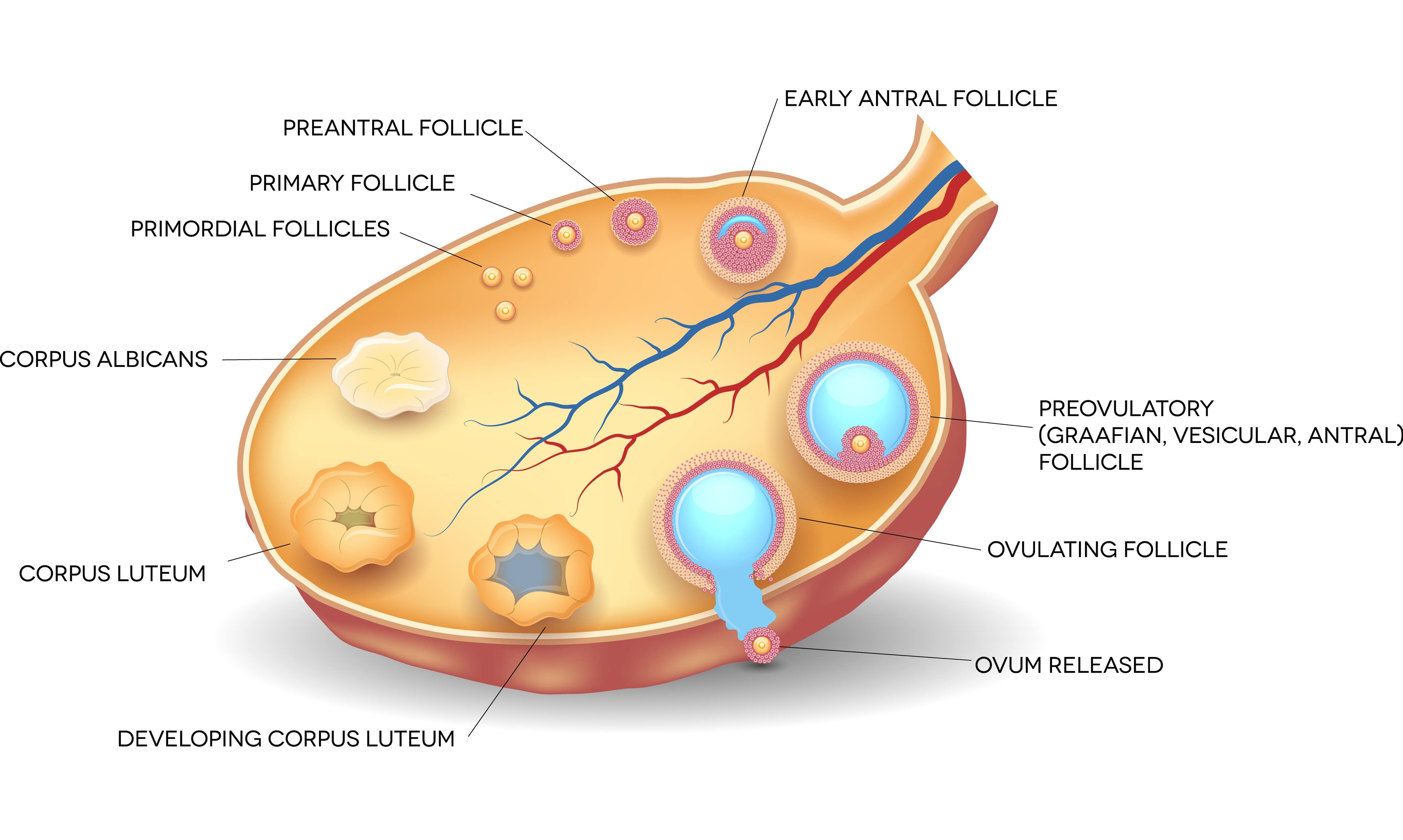 The anatomy of an ovary and follicle