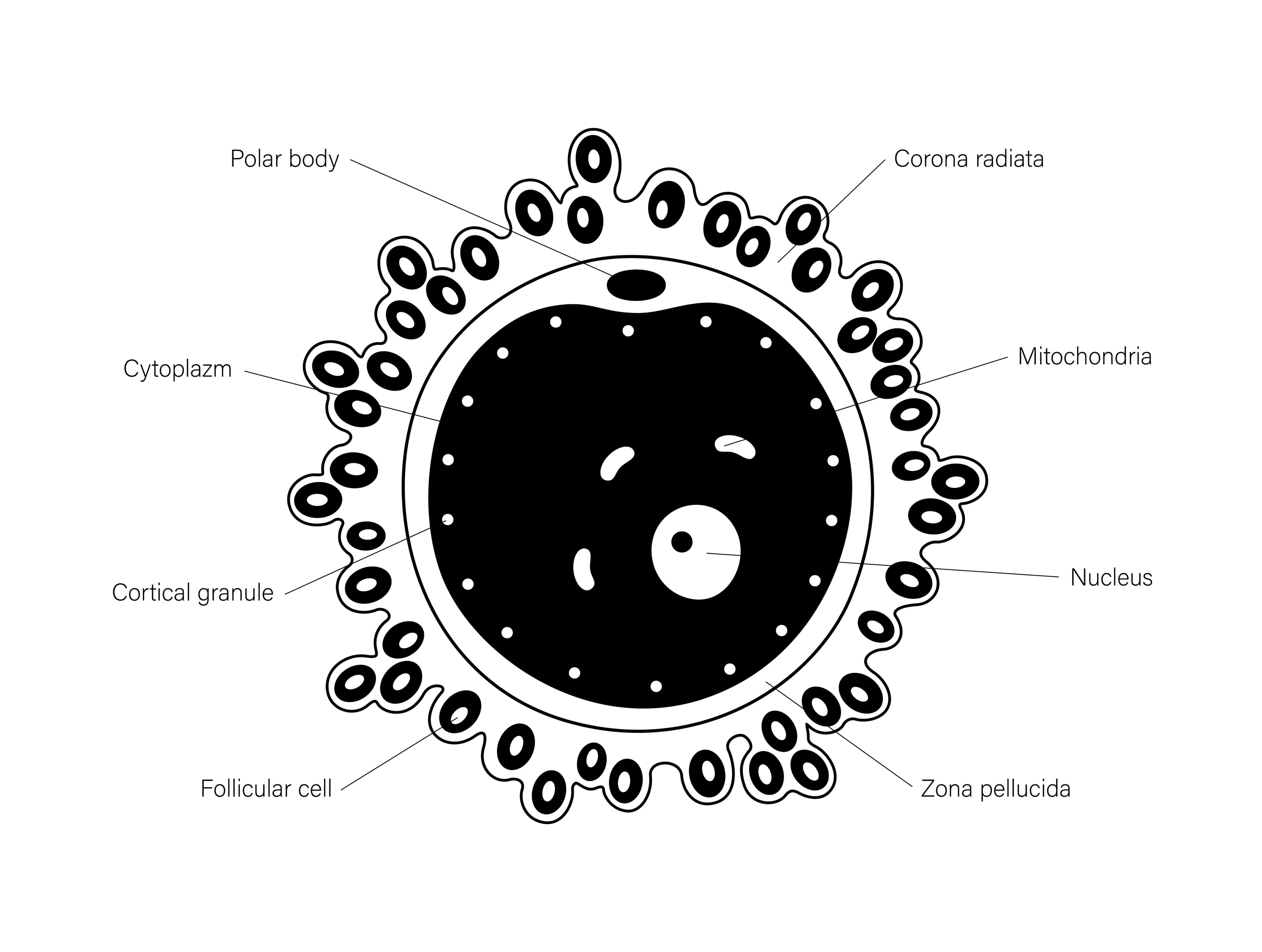 Illustration of oocyte and surrounding cells