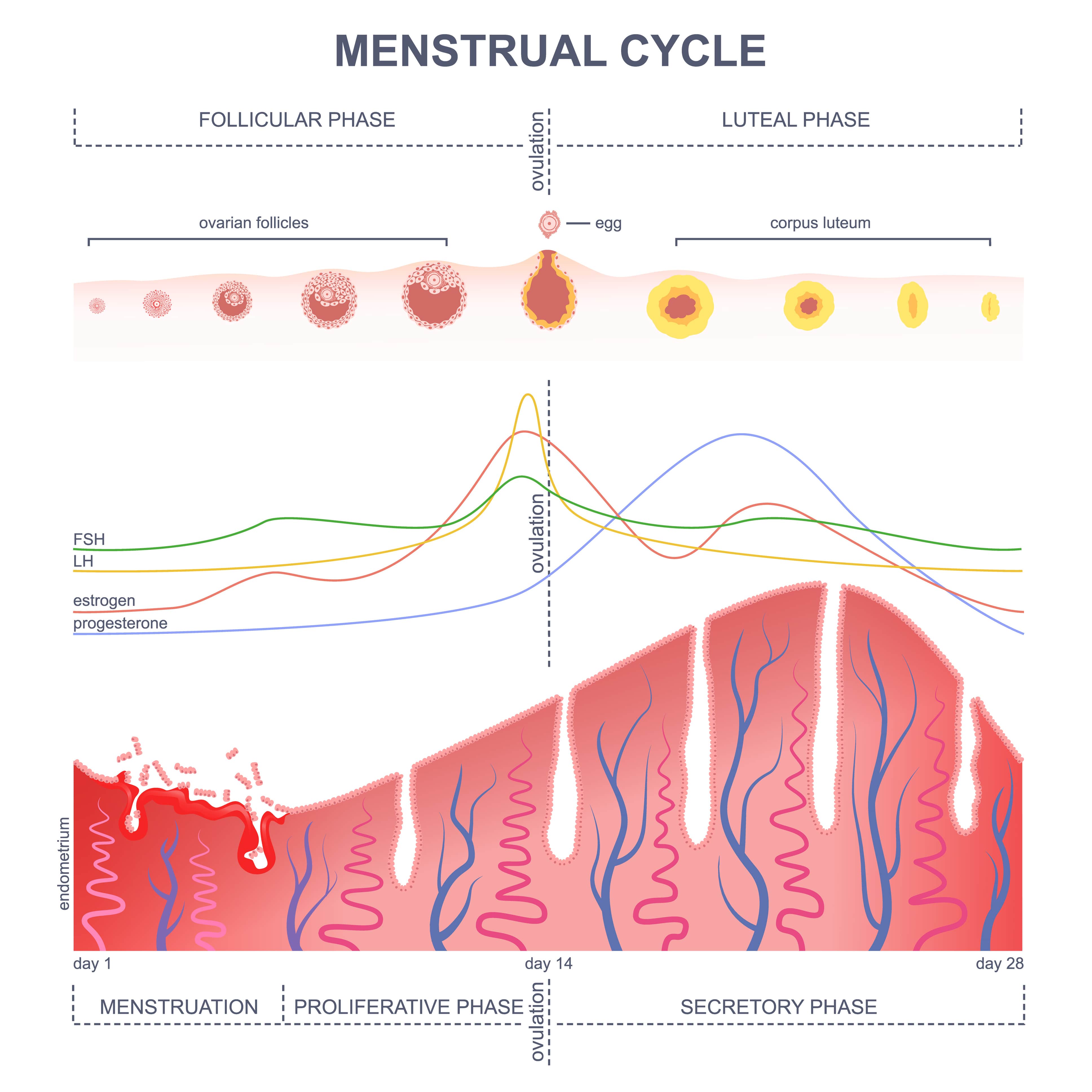 Illustration of ovum development: follicle development during ovulation