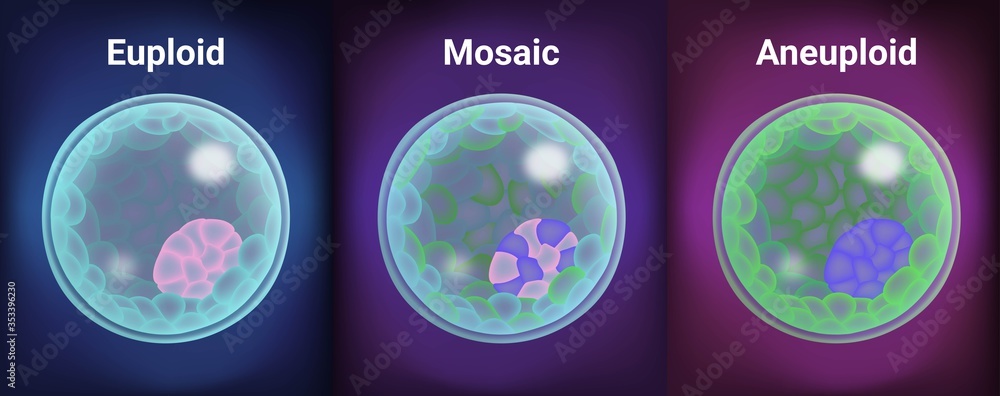 3D illustration of embryo ploidy types after IVF process