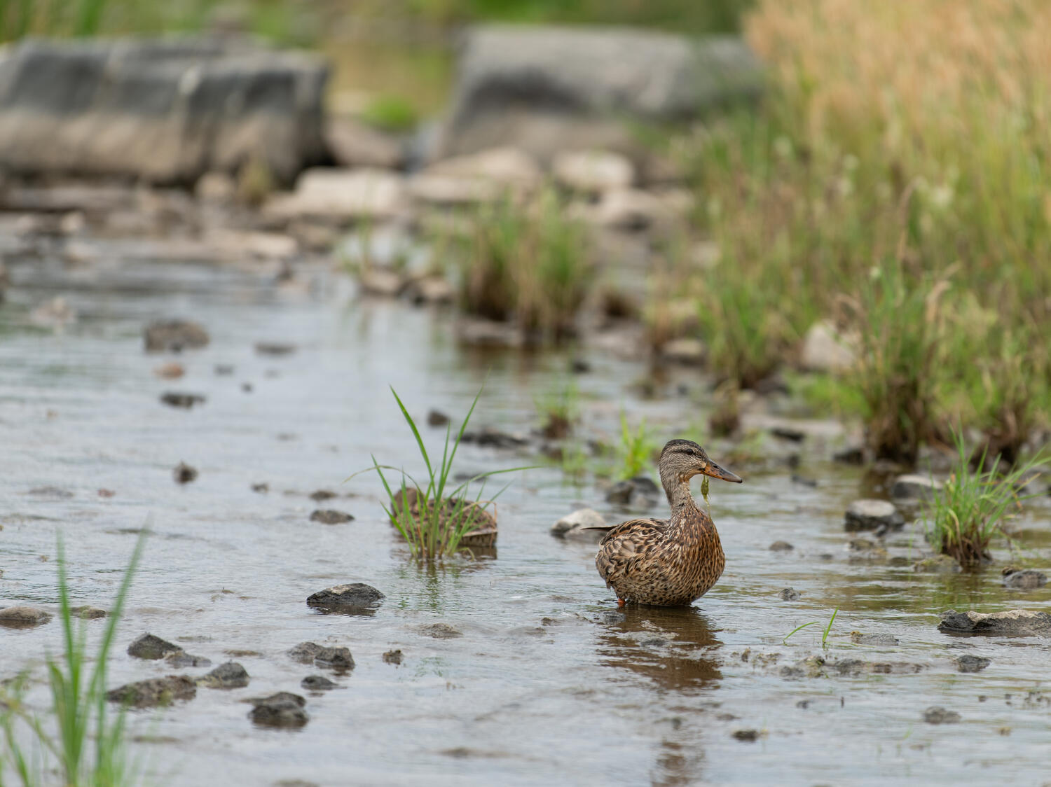 Ducks traverse the revitalized Big Dry Creek, which now attracts wildlife in addition to people.