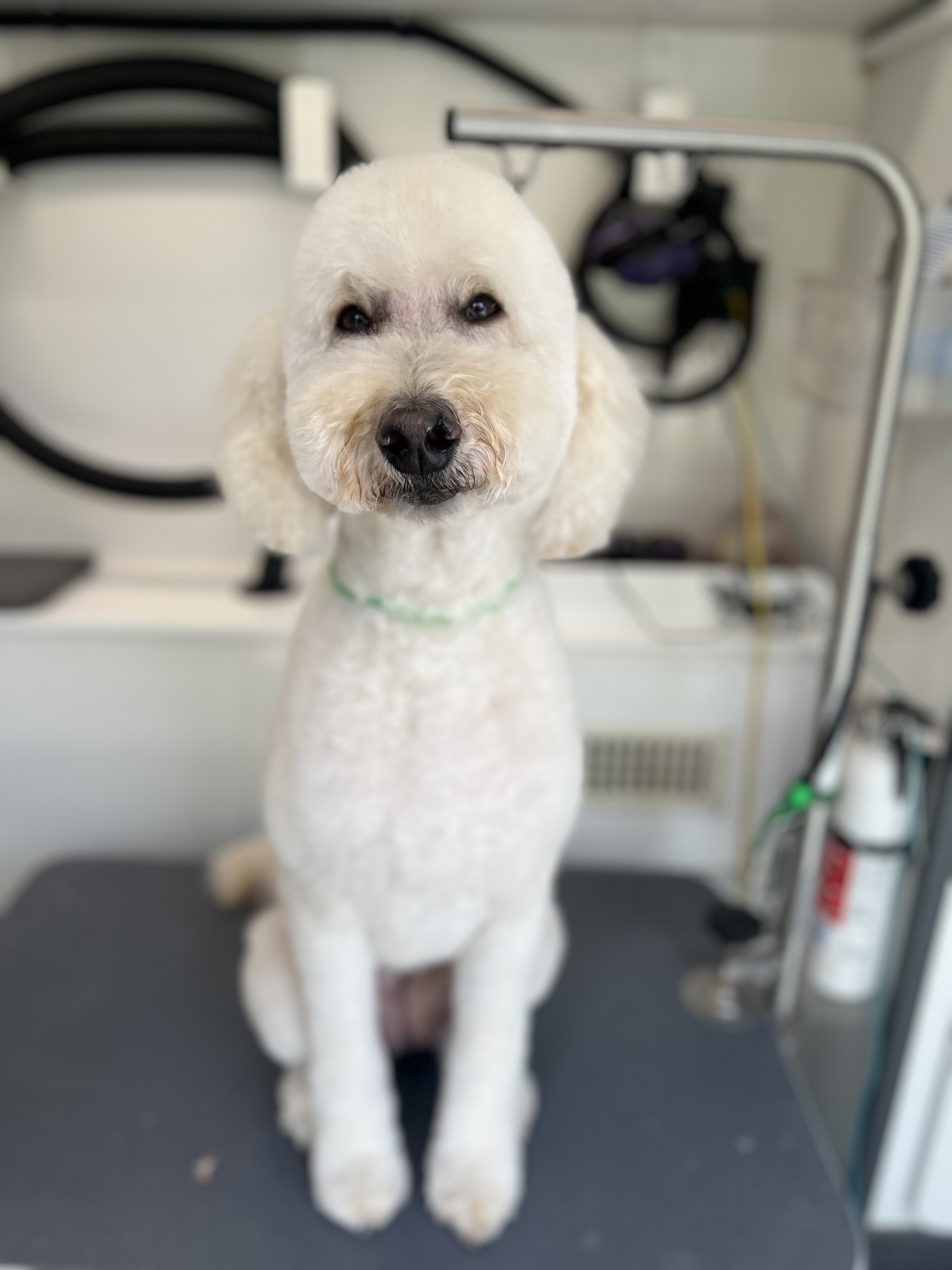 Nothing scary when you let Deez Muttz groom your pup!