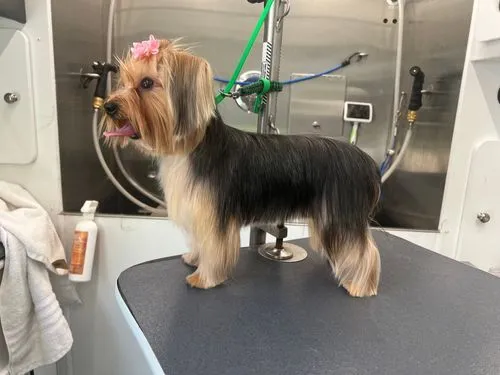 Full-Service Dog Grooming