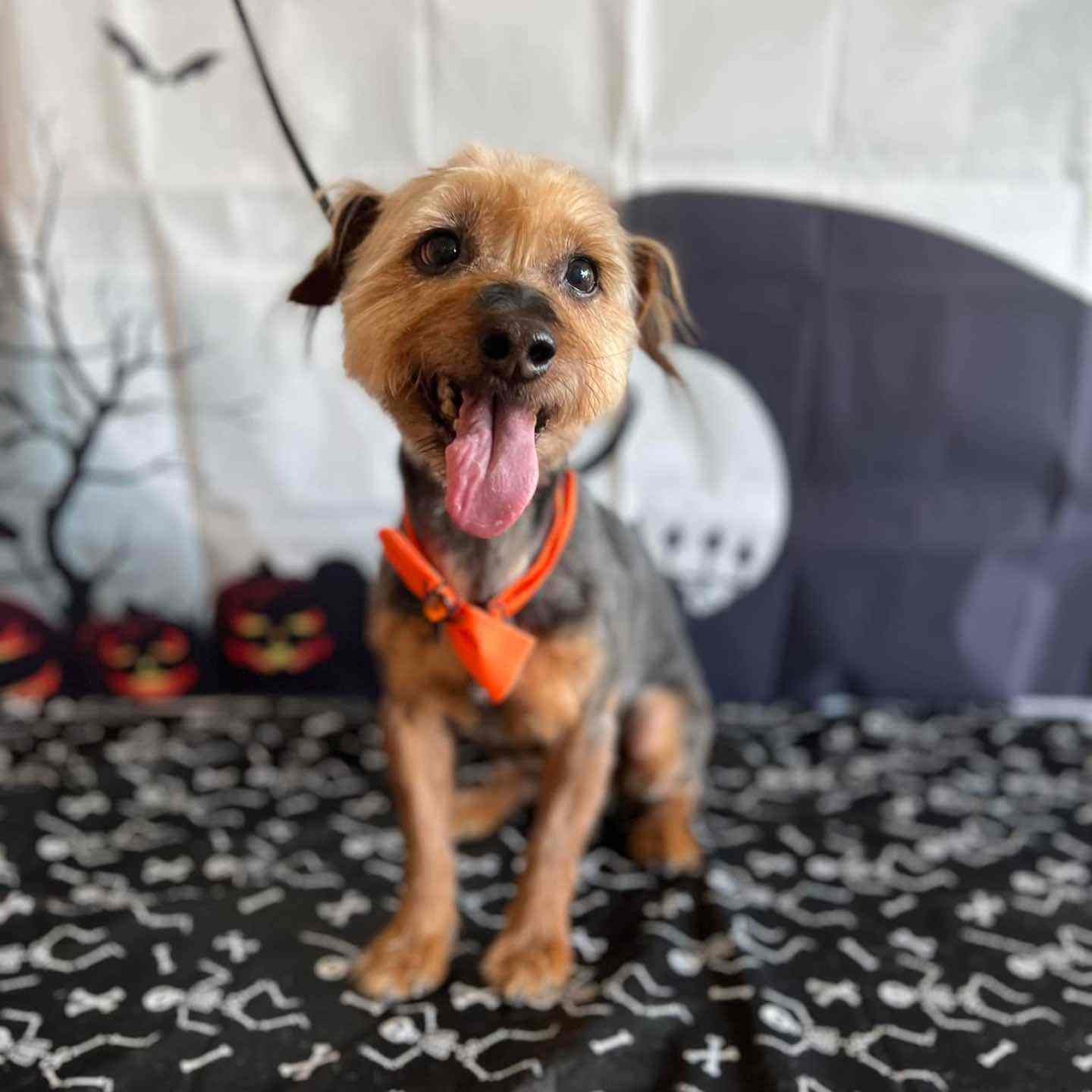 Small tan dog wearing an orange bandana on a grooming table with a Halloween backdrop