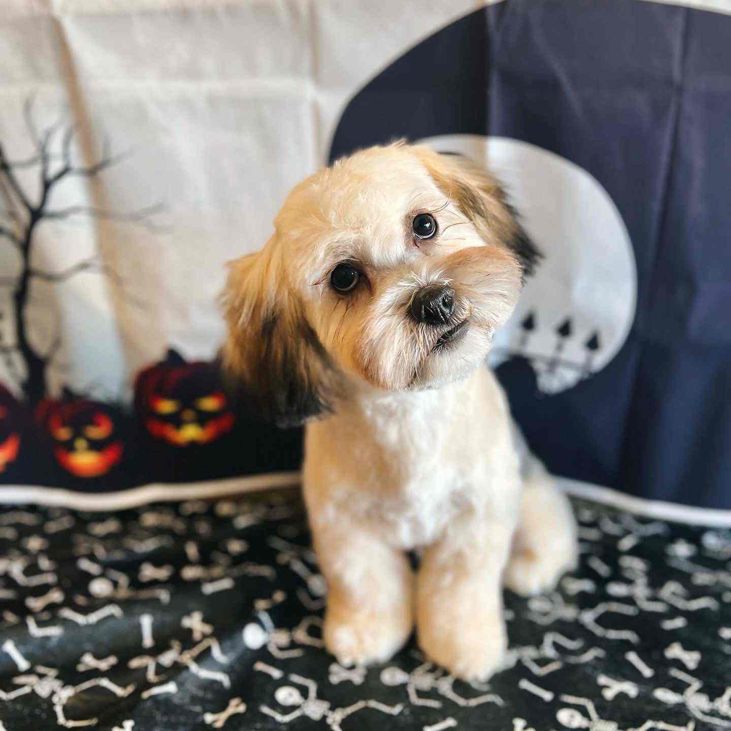 Small cream and tan dog sitting on a grooming table with a Halloween backdrop